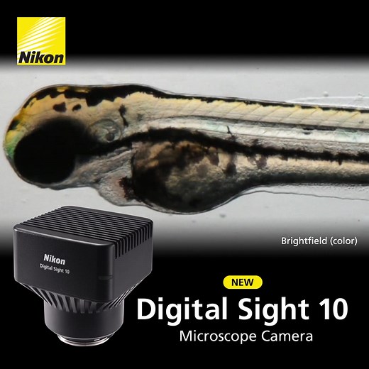 Meet the Nikon Digital Sight 10 color #camera for #microscopy! The Digital Sight 10 features 6000 x 3984 pixels and supports large 25 mm field of view imaging. It can also be optimized for monochrome detection of #fluorescence. Click for more detail. | Nikon Microscope Solutions
