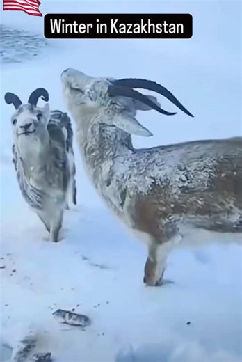 Enjoy Relaxing ASMR Sounds of Frozen Word Art