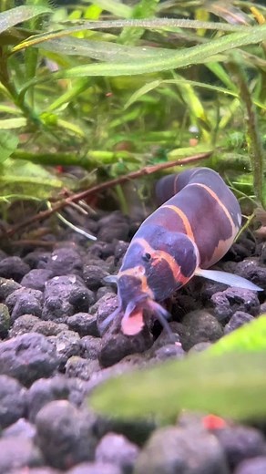 Unexpected Encounter with a Giant Catfish | Panda Garra Care Tips