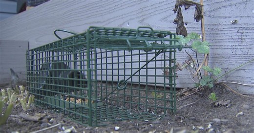 Plymouth residents deal with growing rat problem