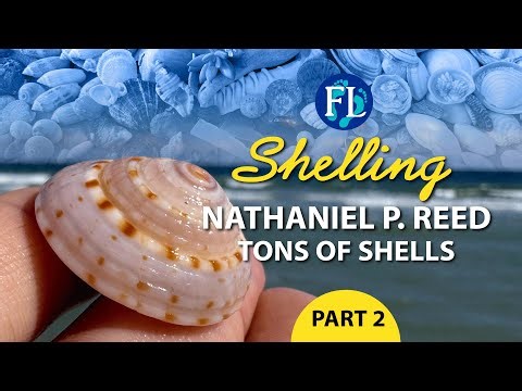 Part 2 of 2: Exciting East Coast Shelling