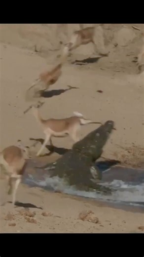 Antelopes Drink, Crocodile Attacks! Can the Caught Antelope Survive? #shorts #crocodile #antelopes