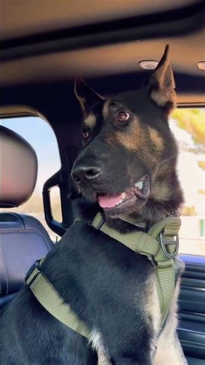 If my dog had a cell phone! 😆 #cute #dogshorts #dog #pets #germanshepherd #doglife #pet #cellphone