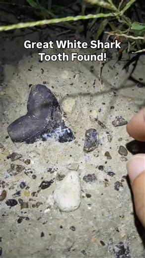 Unwrapping a Prehistoric Present from Mother Nature: This super beautiful Lightning Great White Shark Tooth found by @chrysostemus is a very desirable tooth for shark teeth collectors and enthusiasts because of its size, quality and intricate lightning strike patterns. The patterns are from tree roots that excreted acid onto the tooth after this area eventually became land and the fossil layer and ancient ocean floor went underground #MerryChristmas #holidayseason #appreciation #sharks #greatwhi