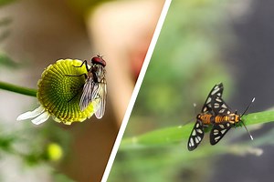 What Is a Zoom Shot? Definition & Examples