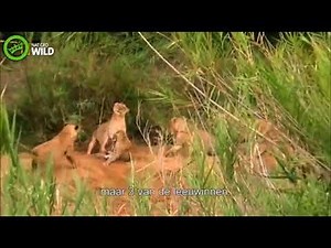 Leopard vs 4 lionesses
