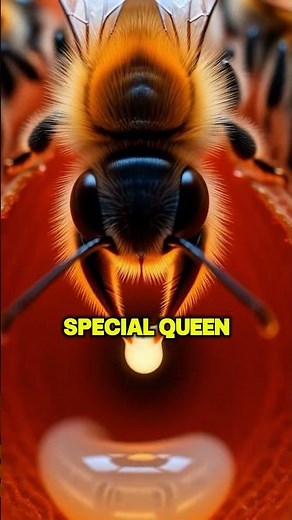 What Happens When a Queen Bee Dies?