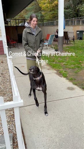 Thank you to our friends at Cheshire Horse for inviting us to your annual anniversary sale — Chief & Comet had a great time! | Fast Friends Greyhound Adoption Center