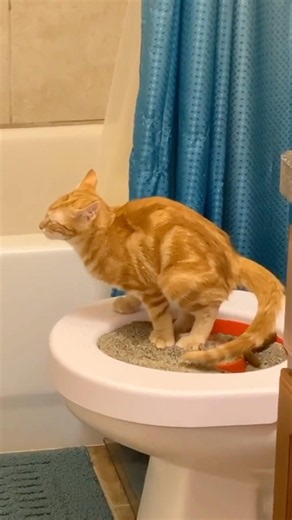 How To Potty Train Your Cat #goodtoknow #vet #medicine #funfacts #lifehacks #educational #cathack