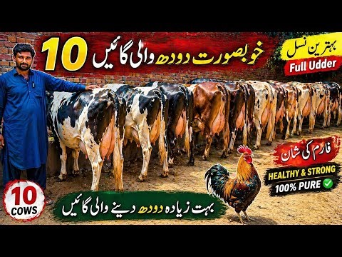 “10 High Quality Dairy Cows | Full Udder Heavy Milk Cows 🐄 | Beautiful Healthy Farm Animals”