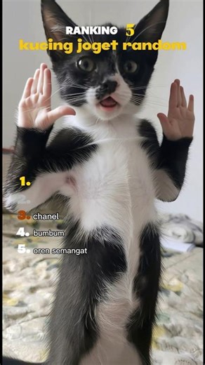 top 5 kucing joget random 😂🙏#top#shorts