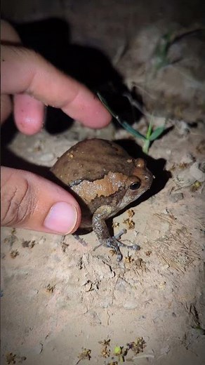 Collection of funny frogs | Frog Laughter Video and Prank Catching Frog | Memes Frog for fun