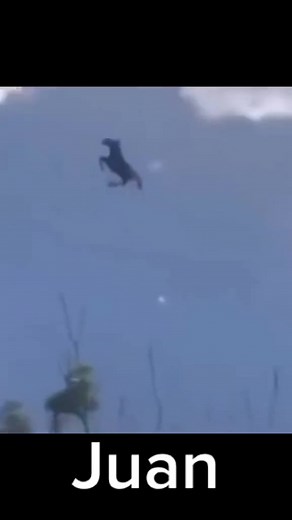 Flying Juan Meme Compilation