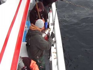 Rosie Cod Fishing Trip