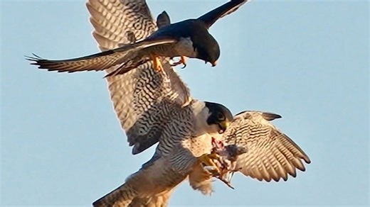 或许Odin勤快的送礼行为最终俘获了Maxine的芳心