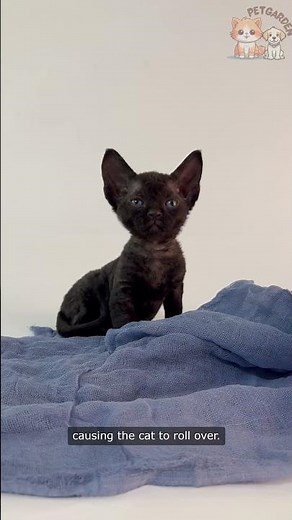 Hilarious Cat vs. Bouncing Ball: Adorable Fails and Funny Moments!