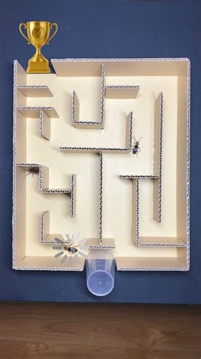 Bombardier Beetle vs Spider Battle for the Golden Cup in the Maze