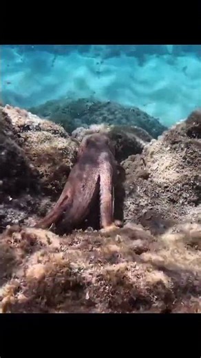 👉 Amazing Octopus moving in the deep Ocean 🐙|Ocean Mystery #amazing #inresting #octpus