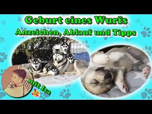 Dog birth step by step: Signs, process & tips - A personal report ❤️ / Part 2