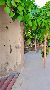 Appearing Balls Magic Tricks Tutorial⚽⚾⛹️