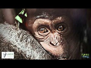 The dark world of the exotic Pet trade. Written and spoken by Stori Smith