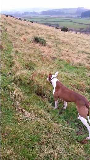 Quick Catch on the Moors | Working Lurchers