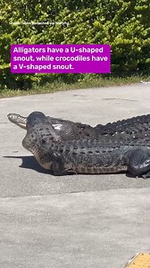1.7M views · 5.1K reactions | An alligator and a crocodile have been filmed getting into a tussle in (where else) South Florida. Fortunately, no reptiles were harmed in the making of this video, although a few nasty hisses and snaps were exchanged. | IFLScience | Facebook