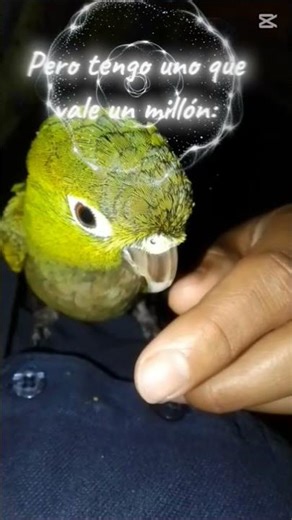 Mi periquito les manda saludos.. 🥹🫶🦜