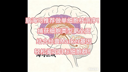 潜入脑海最深处：单细胞测序解密海马体细胞宇宙