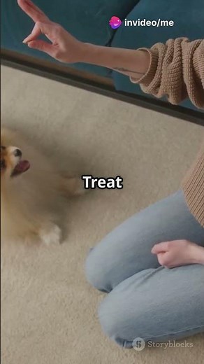 How to Train a Dog to Sit