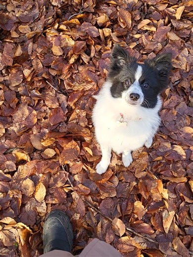 #zwergspitz #puppylife #dogsoftiktok #welpenzeit #dogmoments