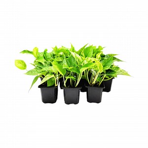 10-PK of Marble Queen Pothos Plant in 3-inch Pots, Easy-care Trailing Houseplant With Variegated Foliage (10 Counts) - Etsy