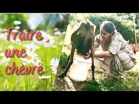 Comment traire une chèvre ?