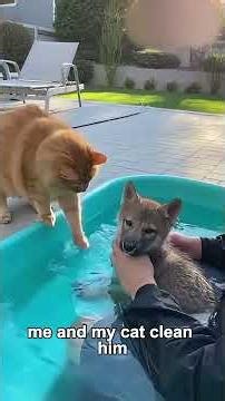 My Cat Protecting The Baby Wolf #wolf #rescue #puppy #cat