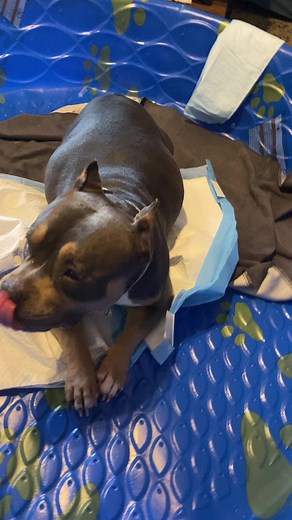 The Bully Academy East Campus on TikTok