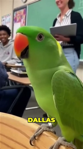 Larry the Parrot Roasts His Teacher Before the Quiz 😂 | Funniest Talking Parrot Moments