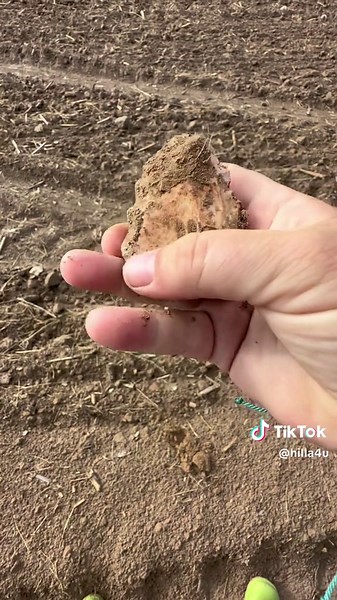 Arrowhead hunting #hilla4u #arrowhead #arrowheads #huntingarrowheads #nativeamerican #Artifact