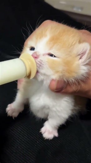 😻Super cute kitten #shorts #kitten #adorable #cat