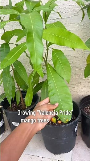 Growing Valencia Pride mango trees in pots 🥭🪴