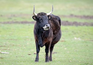 Our Long National Nightmare Is Over As Buddy The Beefalo Has Been Caught After 250 Days On The Loose