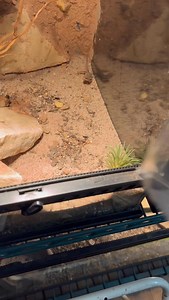 East African Spiny Tailed Lizards also know as Armadillo Lizards being showcased * * * #explore #explorepage #armadillolizard #lizard #gatorboysouth | Donovan Lindo