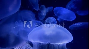 Jellyfish move slowly in the depths of the sea
