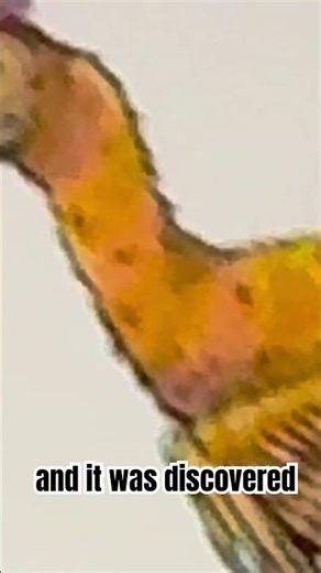 Why Is It Called Pyroraptor? 🔥