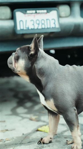 Concrete pour in motion. Featuring an Ashlar stamp pattern with a light gray base color by @brickform_official for a clean, timeless finish. Precision, craftsmanship, and attention to detail at every step.  Walnut Creek, CA ☎️ (925) 848-7043 #ConcretePour #StampedConcrete #ingeniousgeneralconstruction @altrisemedia | Ingenious General Construction | Facebook