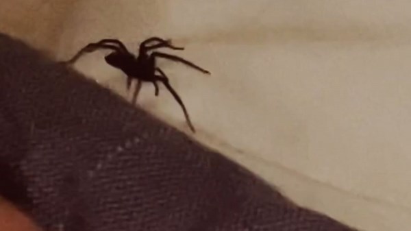 Boyfriend decides against waking sleeping partner as spider passes over her head