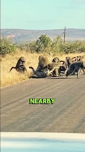 A Leopard vs a Troop of Baboons —Animal Fight