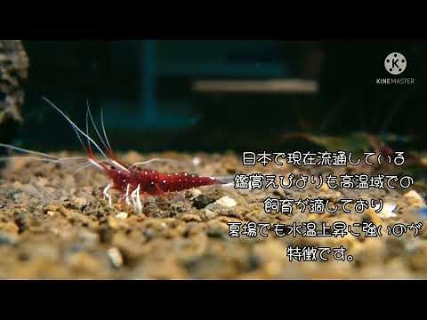 初心者におすすめ！簡単鑑賞えび！淡水で飼える？！スラウェシシュリンプとは？！ご紹介動画