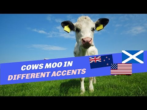 We tried to guess where different cows are from based on their "moo accents"