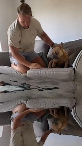 Nooooo dad | TJ The Frenchie