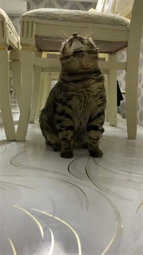 Playtime with my favorite cat Python! 🧶🐱"mycat #PythonCat #playing #pets #cuteanimals